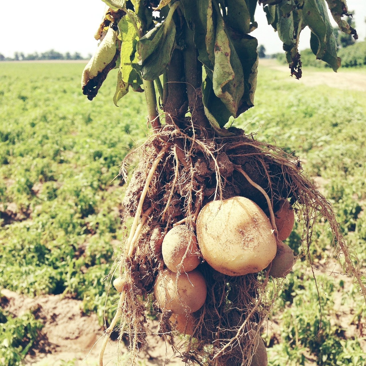 Black Gold Farm Potatoes